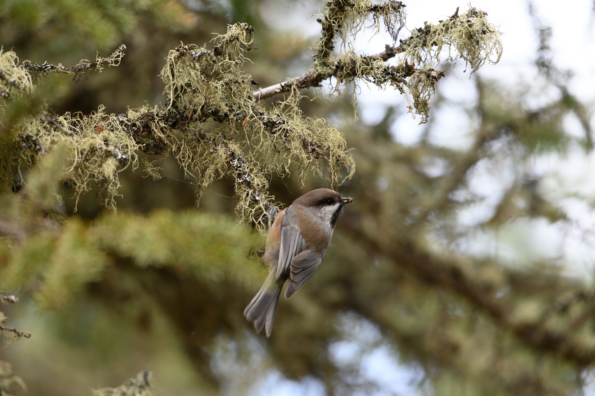 faune et flore automne 2019 - Mark Jinks (1)
